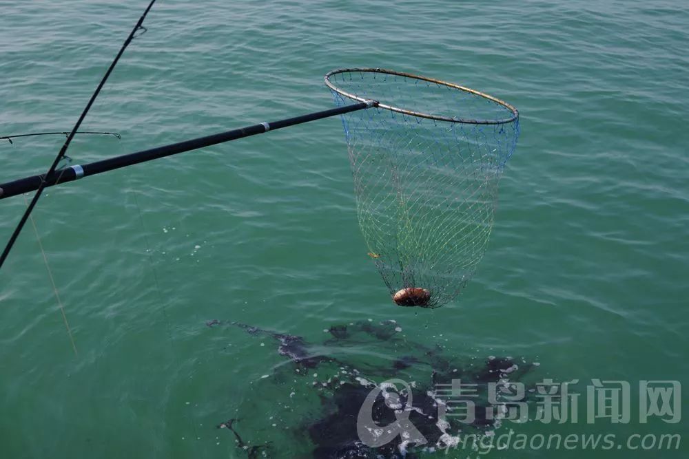 广西钦州海钓渔汛(钦州港海钓钓点)