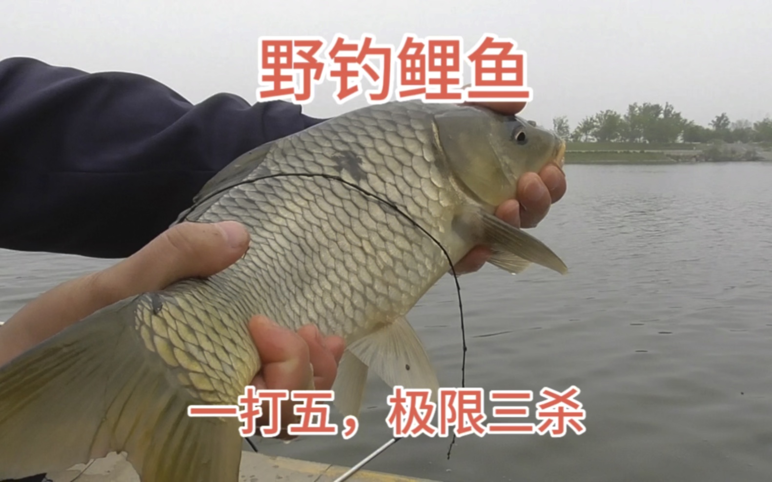 南方野河冬钓鲤鱼技巧(南方冬季鲤鱼怎么钓)