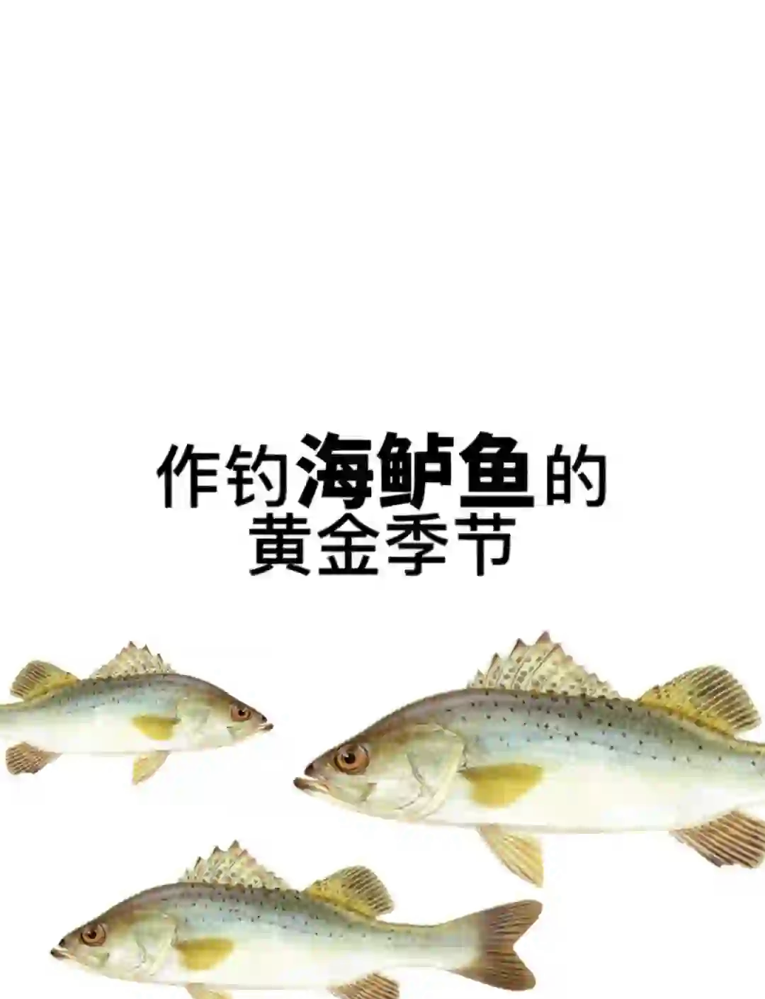 深秋路亚海鲈(深秋路亚鲈鱼)