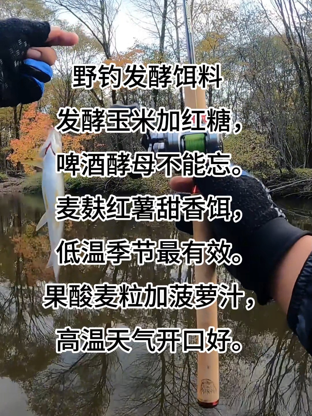酵母掺饵料(酵母做鱼饵可以吗)