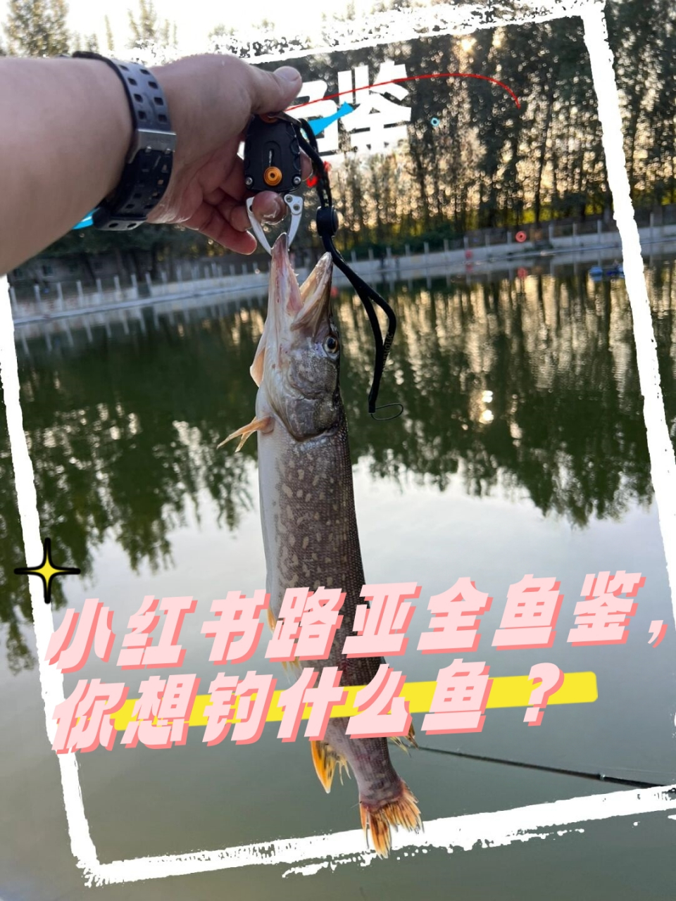 钓狗鱼技巧(钓狗方法如下)