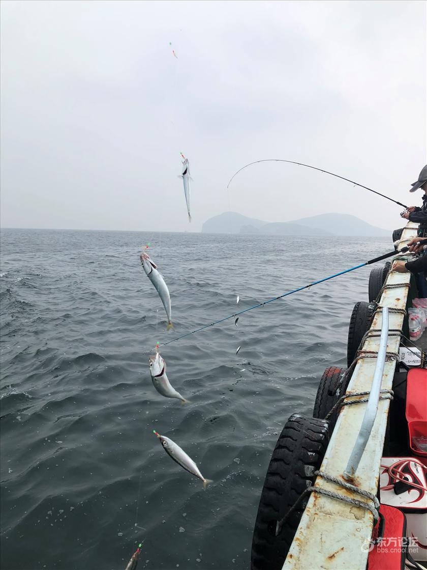 宁波海钓申请(宁波海钓鱼种)