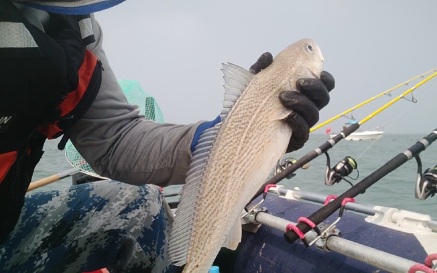 海钓黄姑鱼(海钓黄姑鱼最佳钓法)