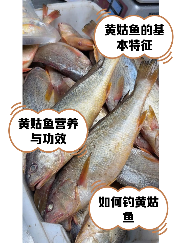 海钓黄姑鱼(海钓黄姑鱼最佳钓法)