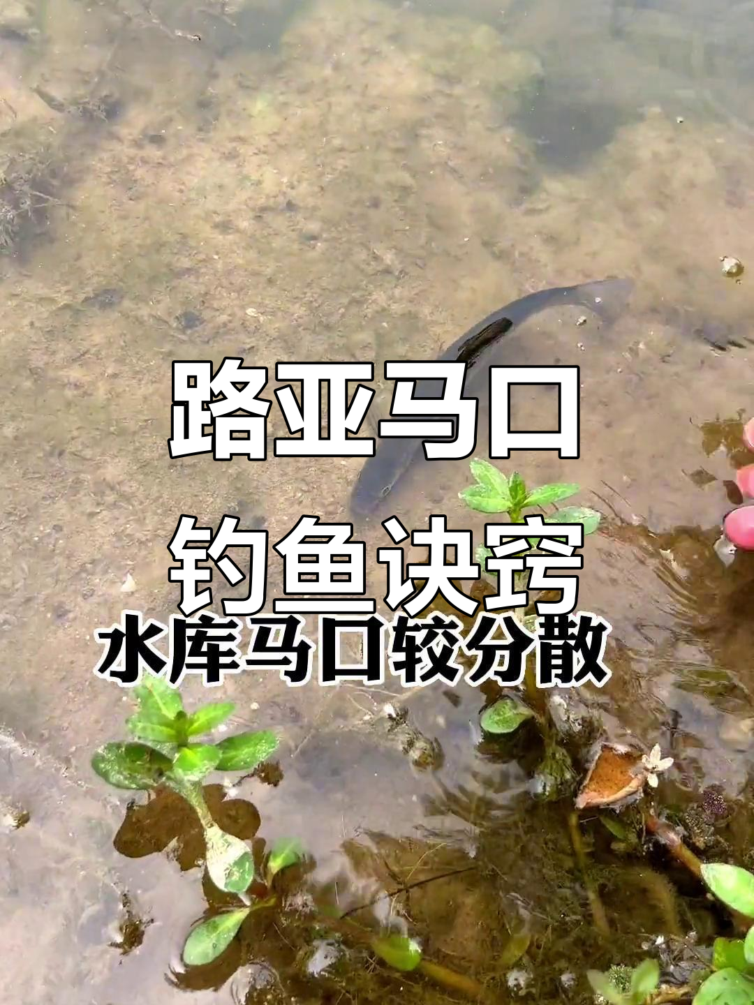 路亚马口刺鱼技巧(为什么禁止路亚钓)