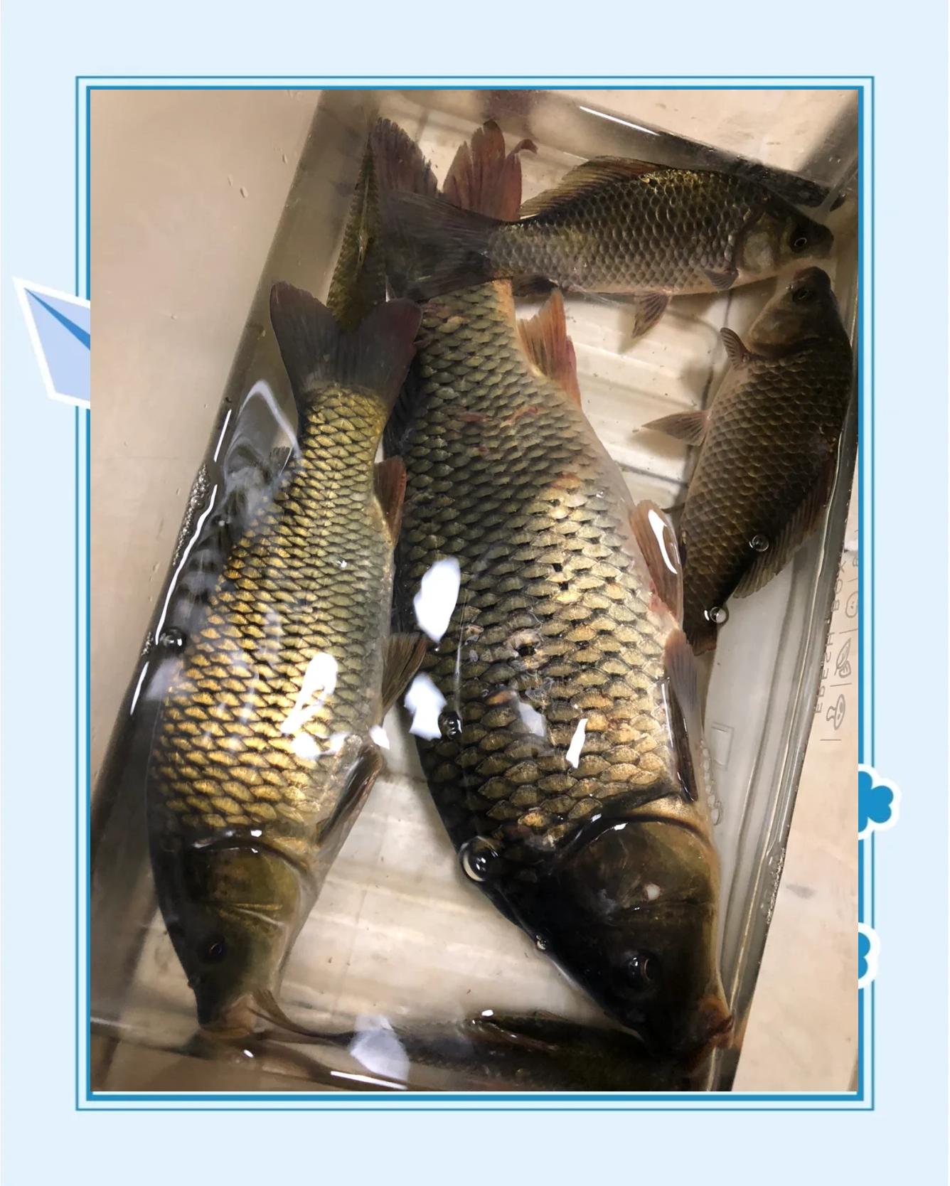 夏天野夜钓鲤鱼技巧的简单介绍