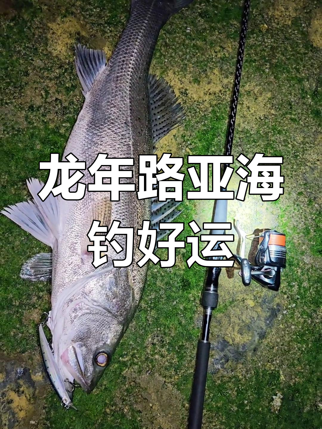 深圳海钓路亚(深圳海钓路亚最佳地点)