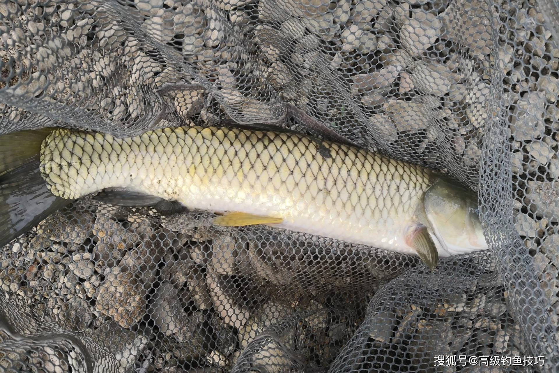海钓鲫鱼草鱼(海钓海鲫鱼技巧)