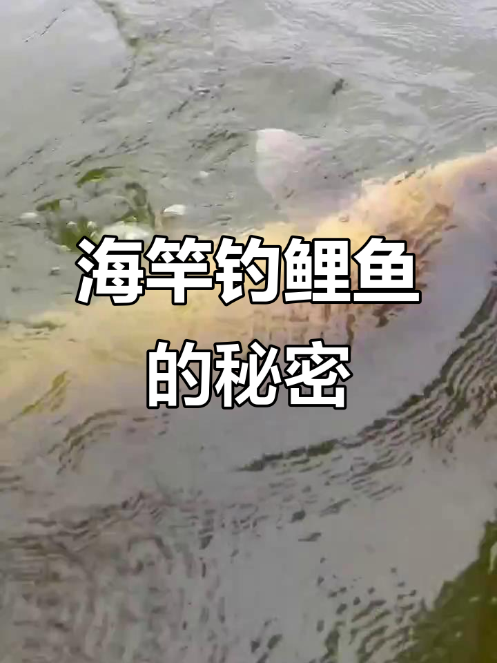 水库海杆掉鲤鱼技巧(水库海竿钓鲤鱼怎么钓)
