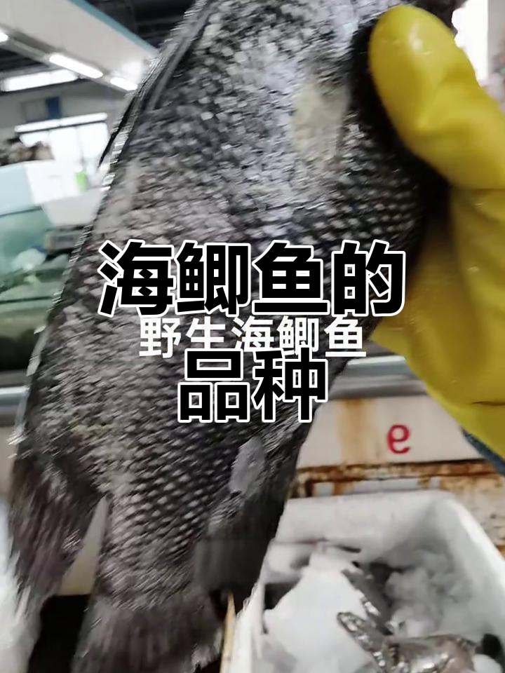 静海钓鲫鱼(静海水库去哪钓鱼)