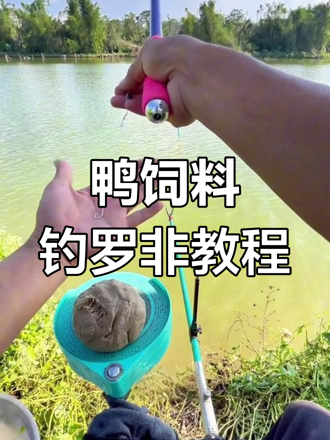 秋冬钓罗飞技巧(冬季钓罗非技巧)