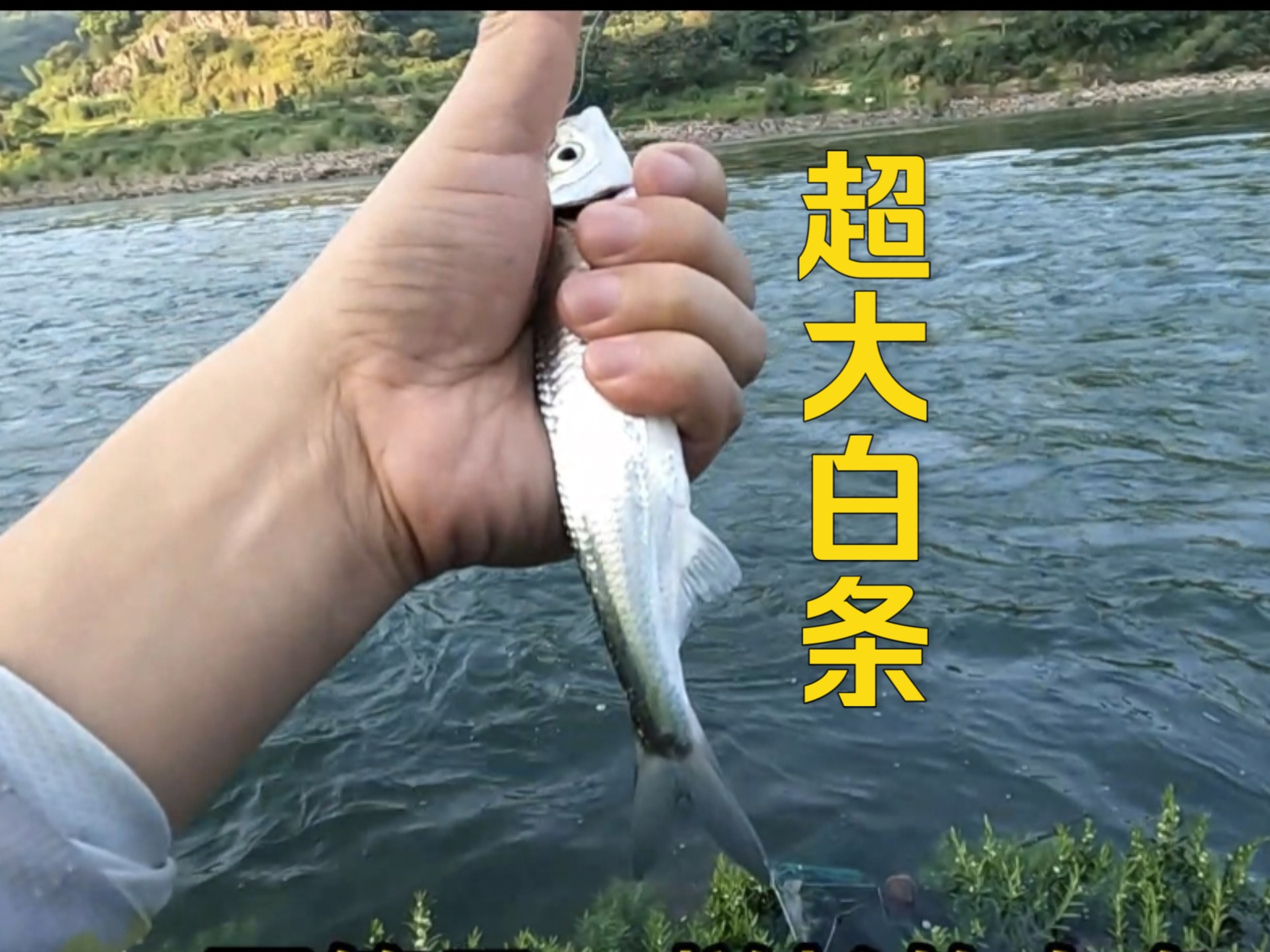 钓白条鱼技巧视频(钓白条教学)
