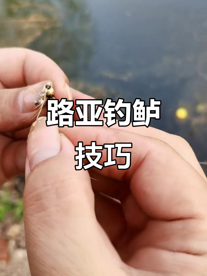 鲈鱼路亚方法(鲈鱼怎么路亚)
