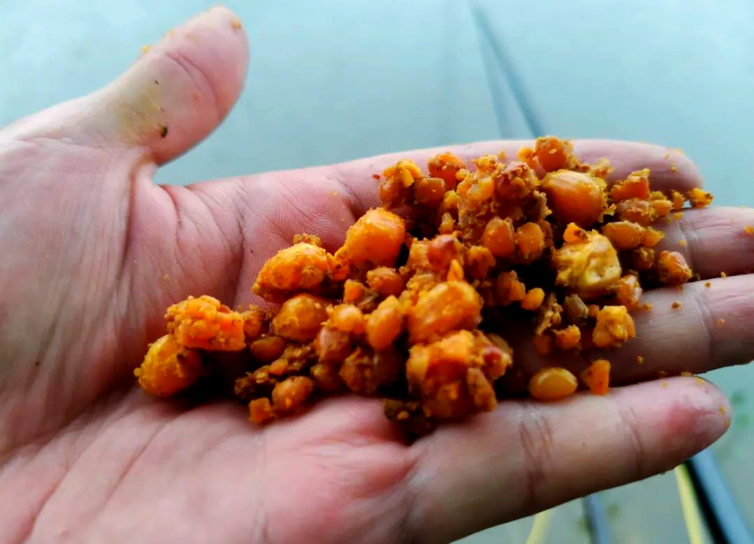 低温发酵玉米饵料(发酵玉米饵料制作方法视频)