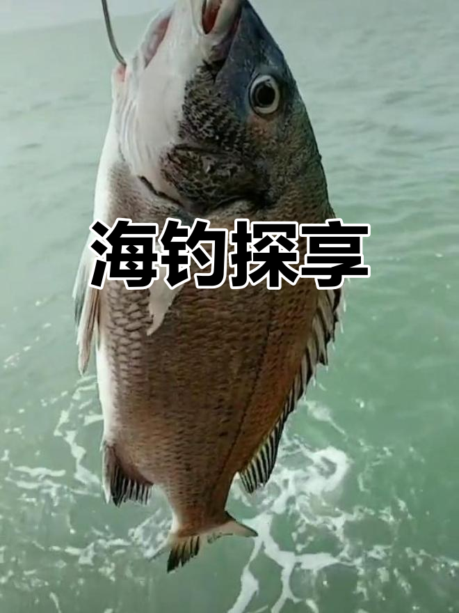 初春海钓黑鲷技术(初春海钓黑鲷技术怎么样)