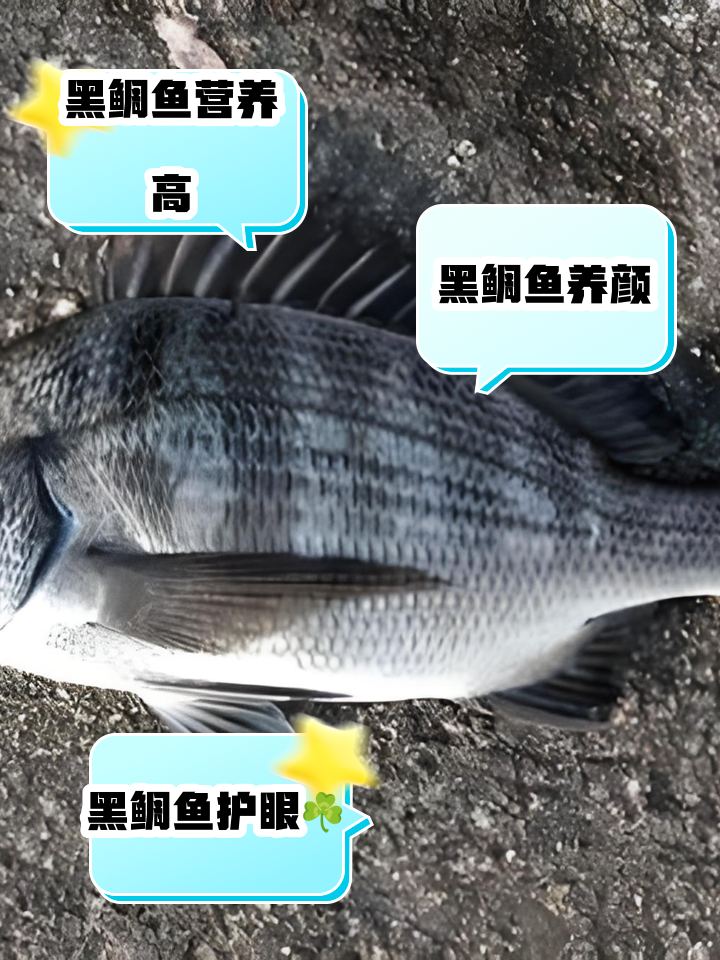 初春海钓黑鲷技术(初春海钓黑鲷技术怎么样)