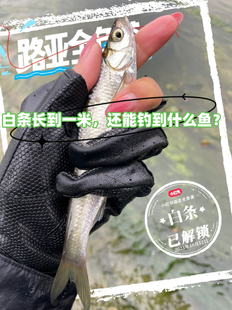 路亚白条窗口(路亚白条在什么位置好)