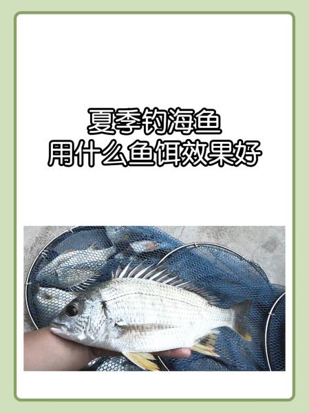 海钓黄鲷教学视频(黄鲷钓法)