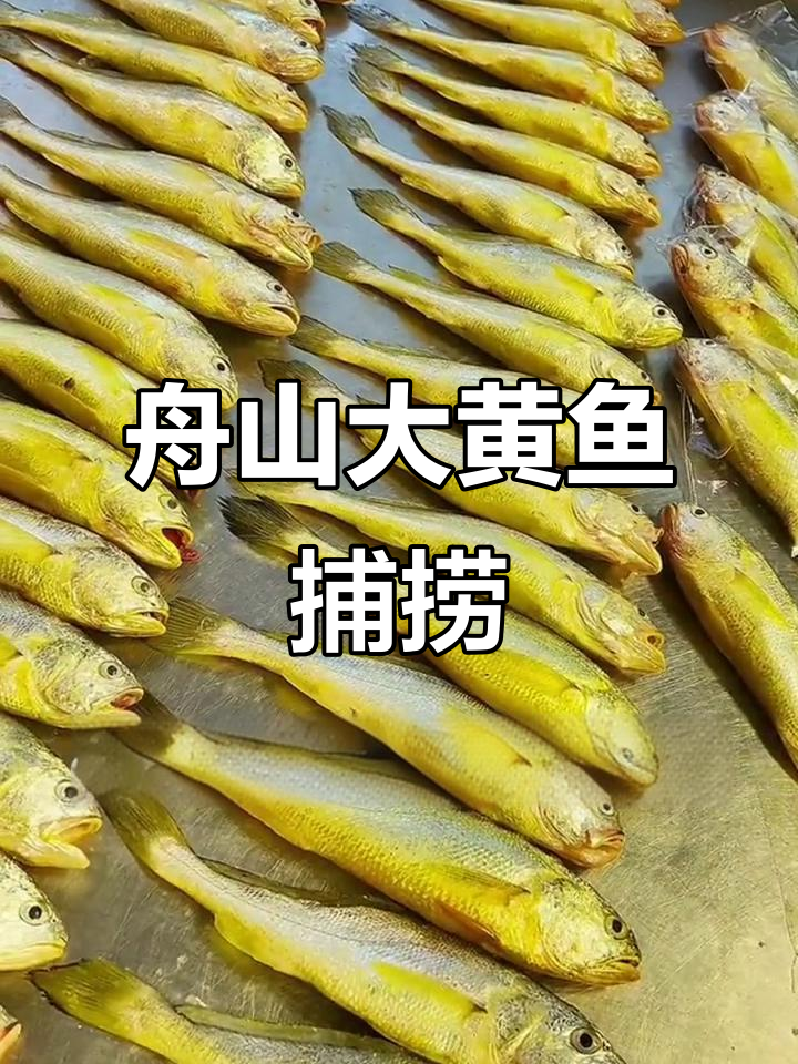海钓活黄鱼(海钓黄鱼视频)