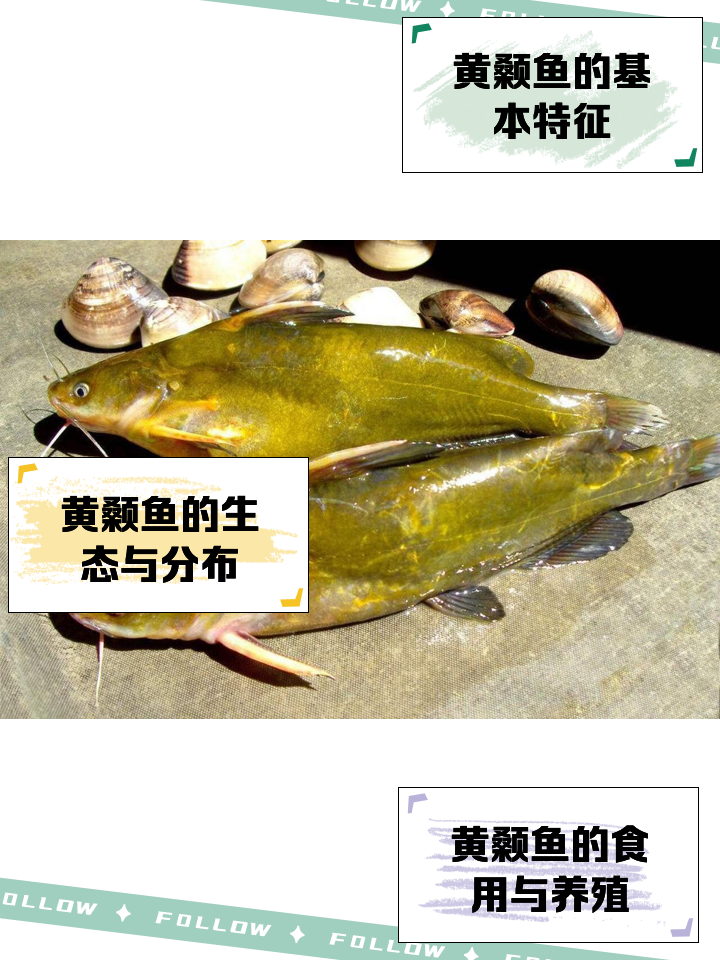 海竿钓黄颡头技巧(海竿钓黄颡头技巧视频)
