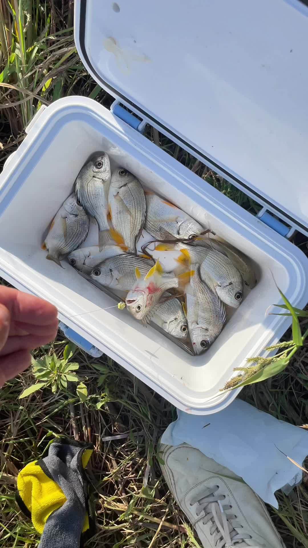 东莞沙田海钓黄脚蜡(海钓黄脚腊鱼饵)