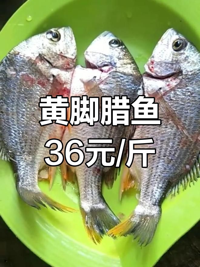东莞沙田海钓黄脚蜡(海钓黄脚腊鱼饵)
