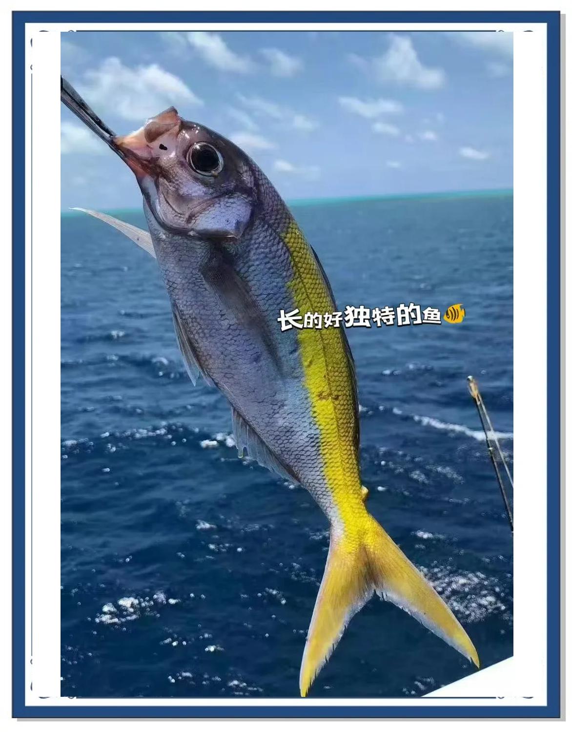 美国海钓特点(国外钓鱼海钓)