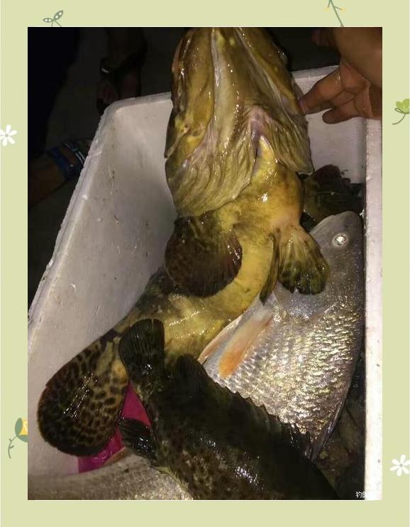 深海钓鱼渔具推荐(深海钓大鱼用什么样的鱼竿)