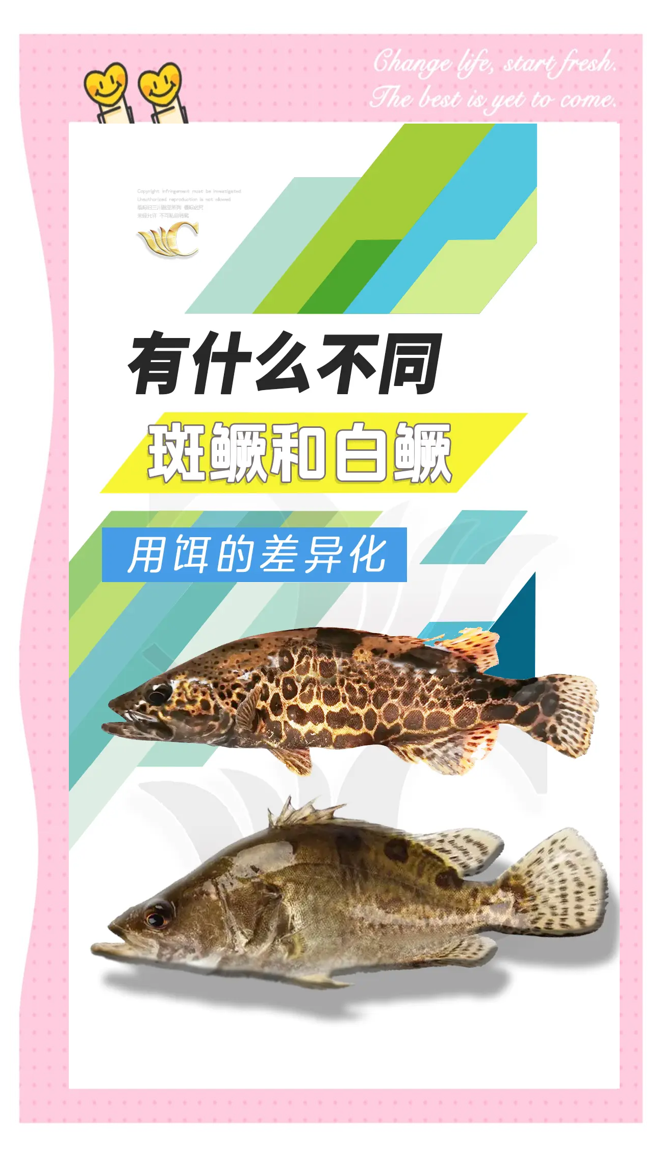 江边钓鳜鱼的技巧桂鱼(江河钓鳜鱼)