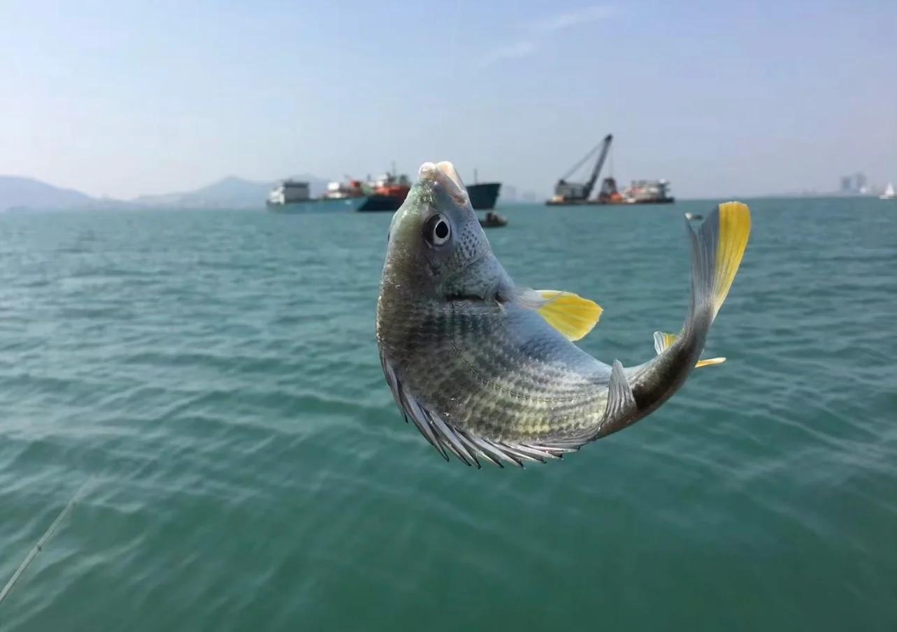青岛海钓拼船(青岛海钓季节及鱼种)