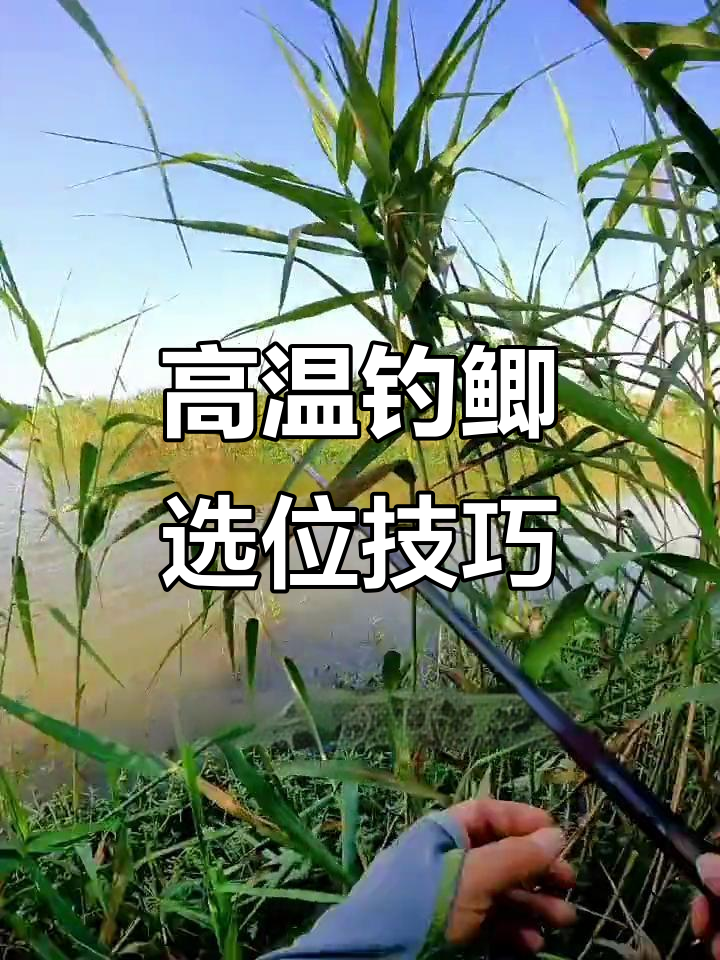 夏天晨钓鲫鱼技巧(夏天早晨钓鲫鱼钓深还是钓浅)