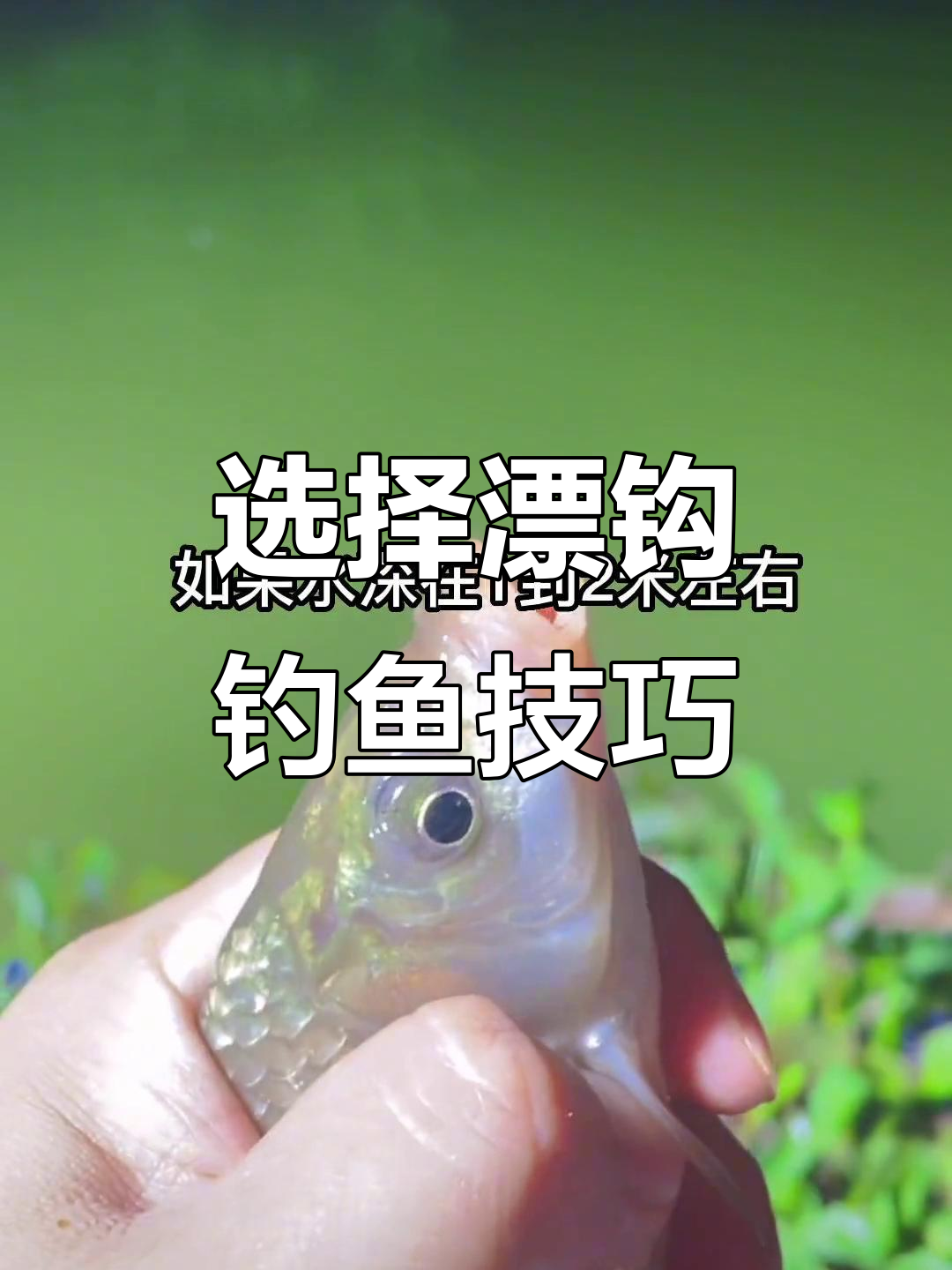 夏天晨钓鲫鱼技巧(夏天早晨钓鲫鱼钓深还是钓浅)