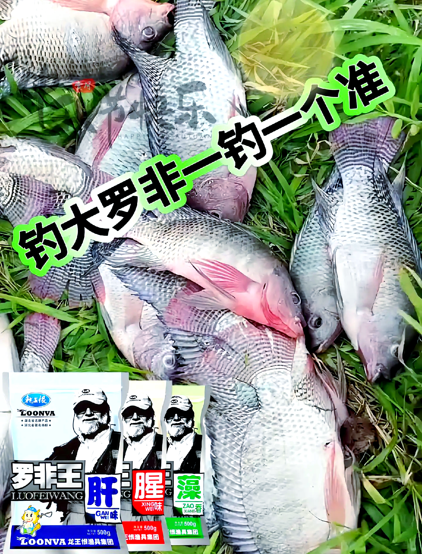 罗非喜欢哪种饵料(罗非喜欢什么味的饵料)