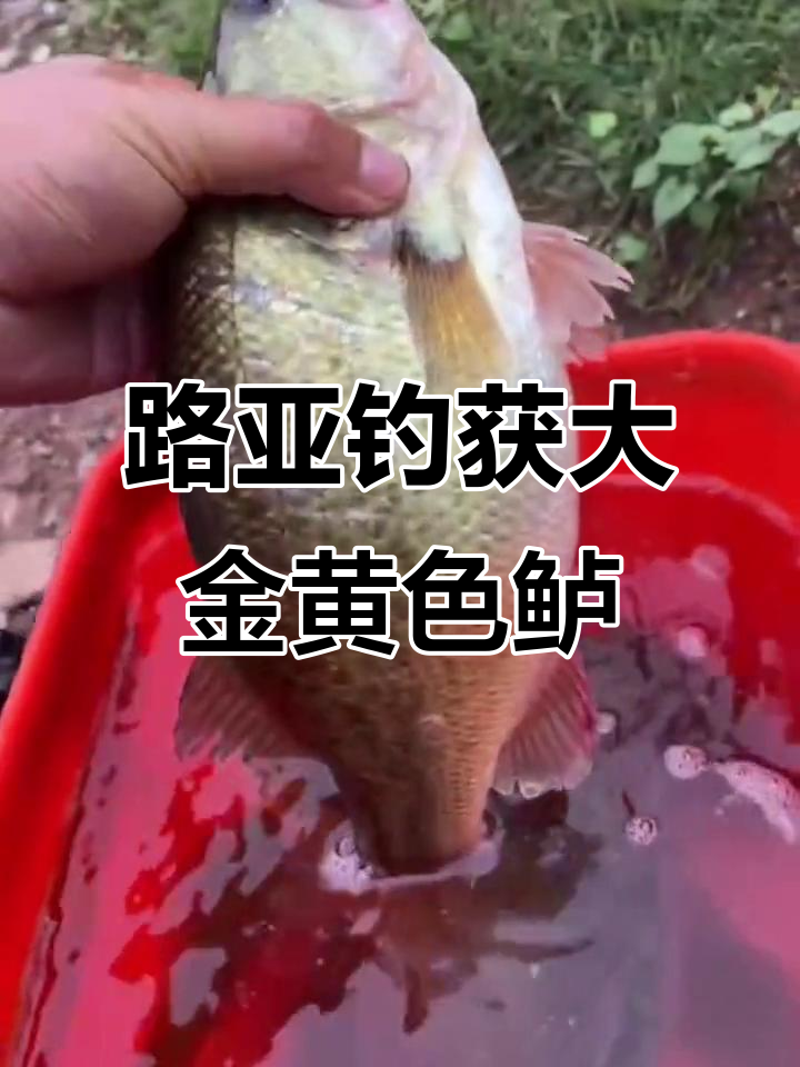 夏日路亚(夏季路亚最佳时间)