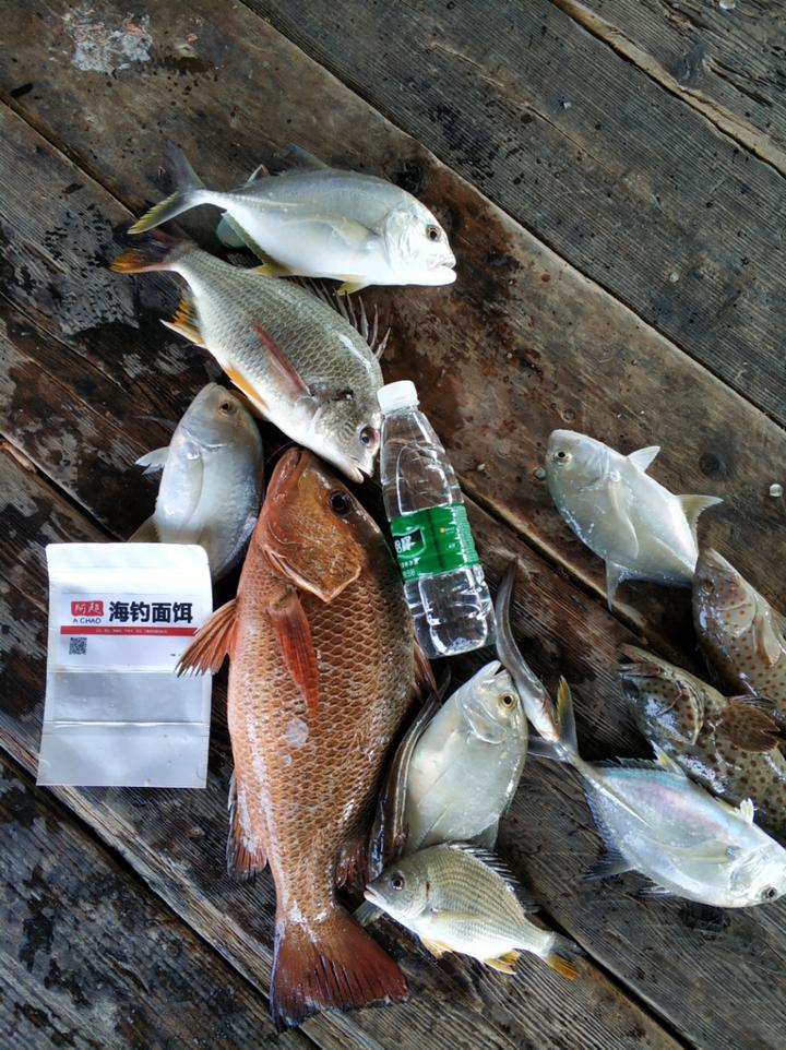 钓红油饵料(红油怎么路亚)