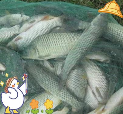水库用玉米钓草鱼技巧(水库用玉米钓草鱼钓多深)