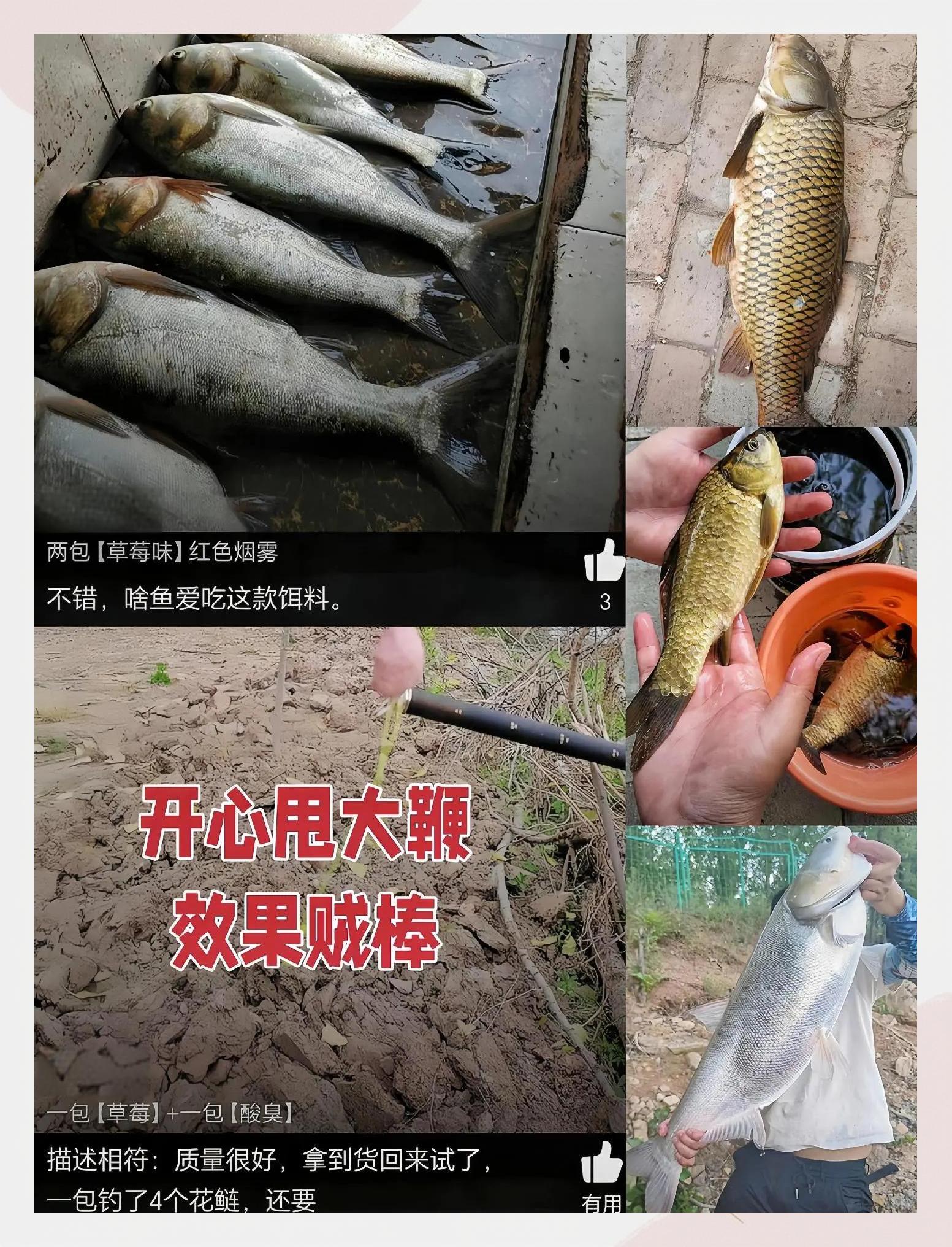 自制白鲢鱼饵料(自制花白鲢饵料)