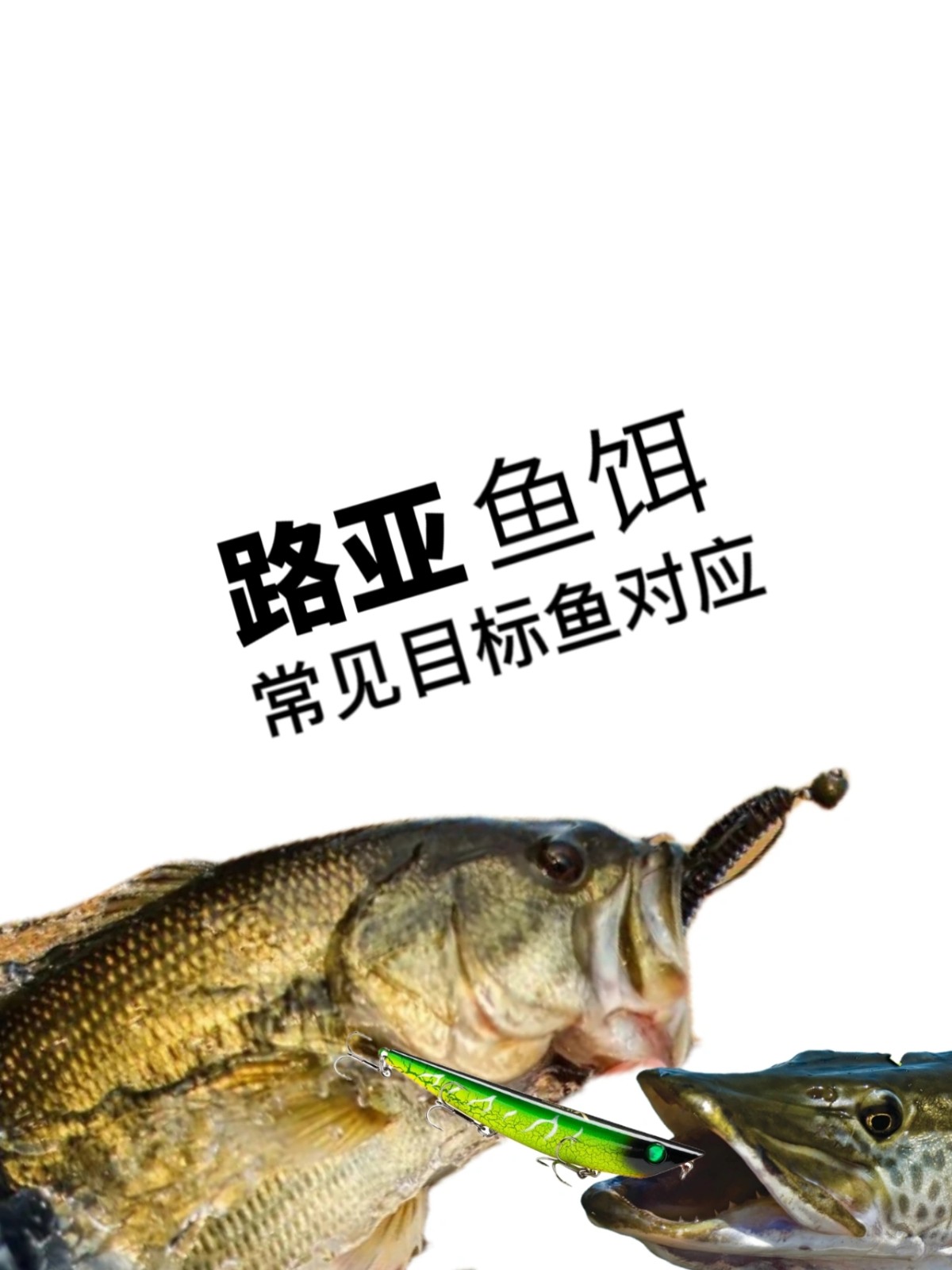 路亚能路胡子鱼吗(路亚能钓胡子鱼吗)