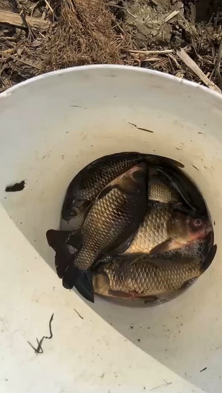 秋季锚鲤鱼技巧(秋天锚鱼技巧)
