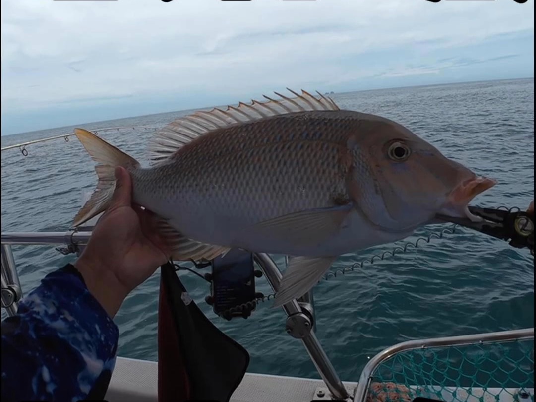 海钓用鱼钓鱼视频(海钓用鱼钓鱼视频大全)