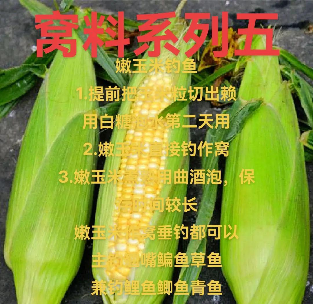 玉米野钓的使用技巧(玉米野钓的使用技巧视频)