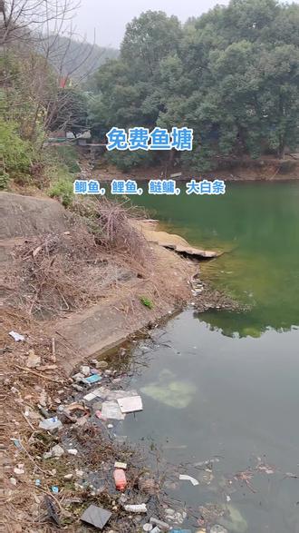 夏天池塘钓鲫鱼技巧(夏天池塘钓鲫鱼技巧图解)