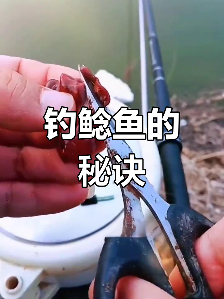 鸡肝做饵海钓(鸡肝做鱼饵可以钓什么鱼)