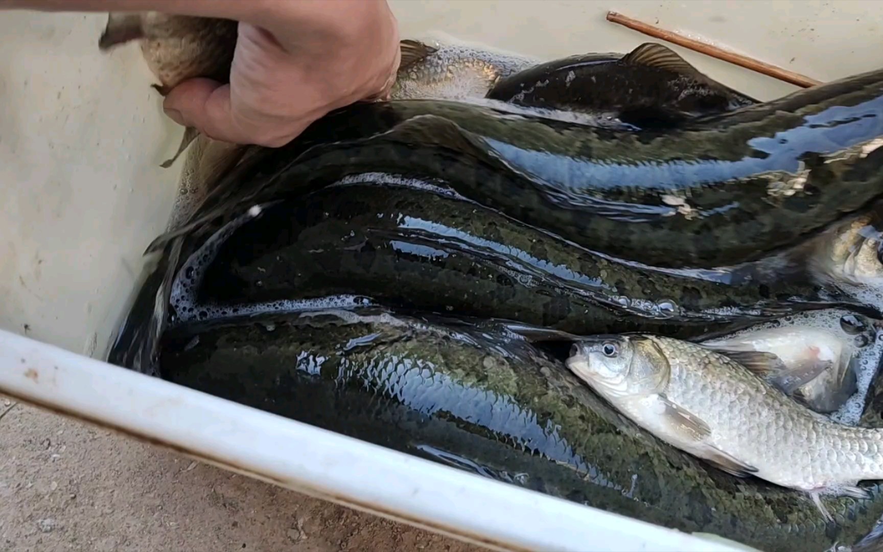 大连海钓黑鱼视频大全(在大连钓黑鱼和黄鱼用什么饵)