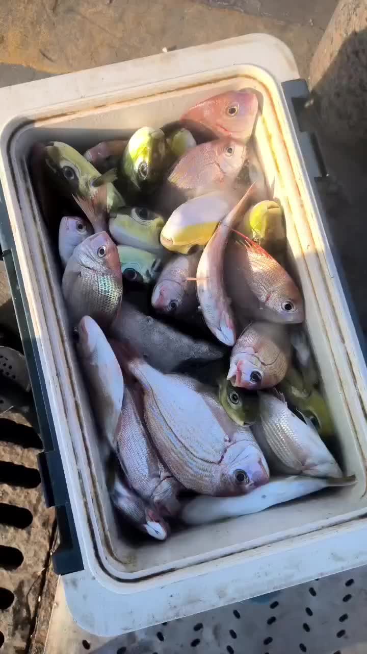 曹妃甸海钓都有什么鱼(曹妃甸钓淡水鱼最佳地点)