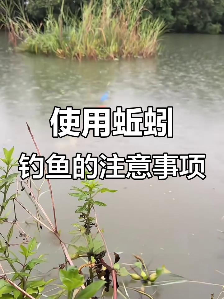 蚯蚓串钓鱼技巧(蚯蚓的串法)