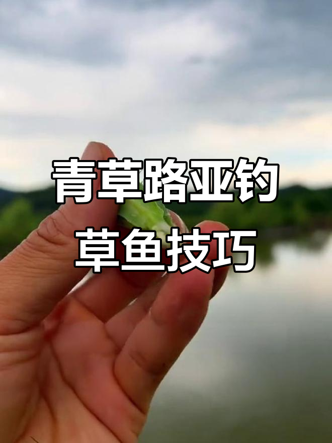 初春钓草鱼技巧(早春钓草鱼)