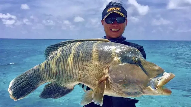 海钓钓大物(海钓钓大鱼用什么鱼饵)