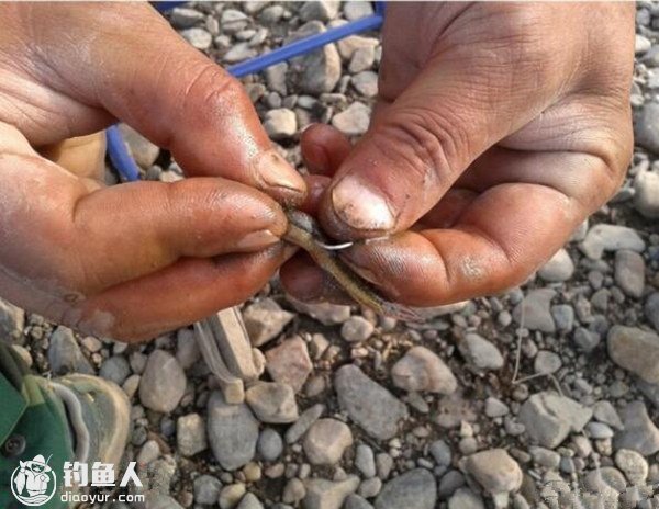 海钓鱼皮穿钓(鱼皮串钩钓海鲈)