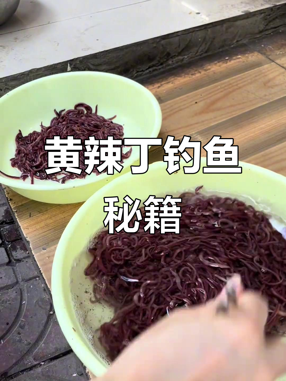 钓食肉鲶鱼技巧(钓食肉鲶鱼技巧和方法)